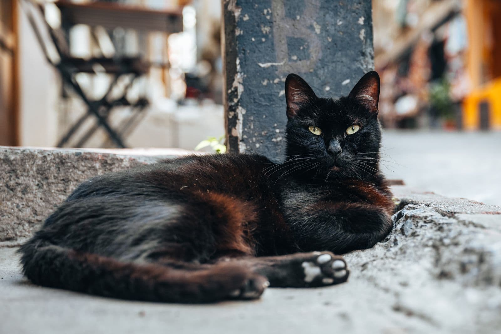 室内でくつろぐ猫(イメージ)
