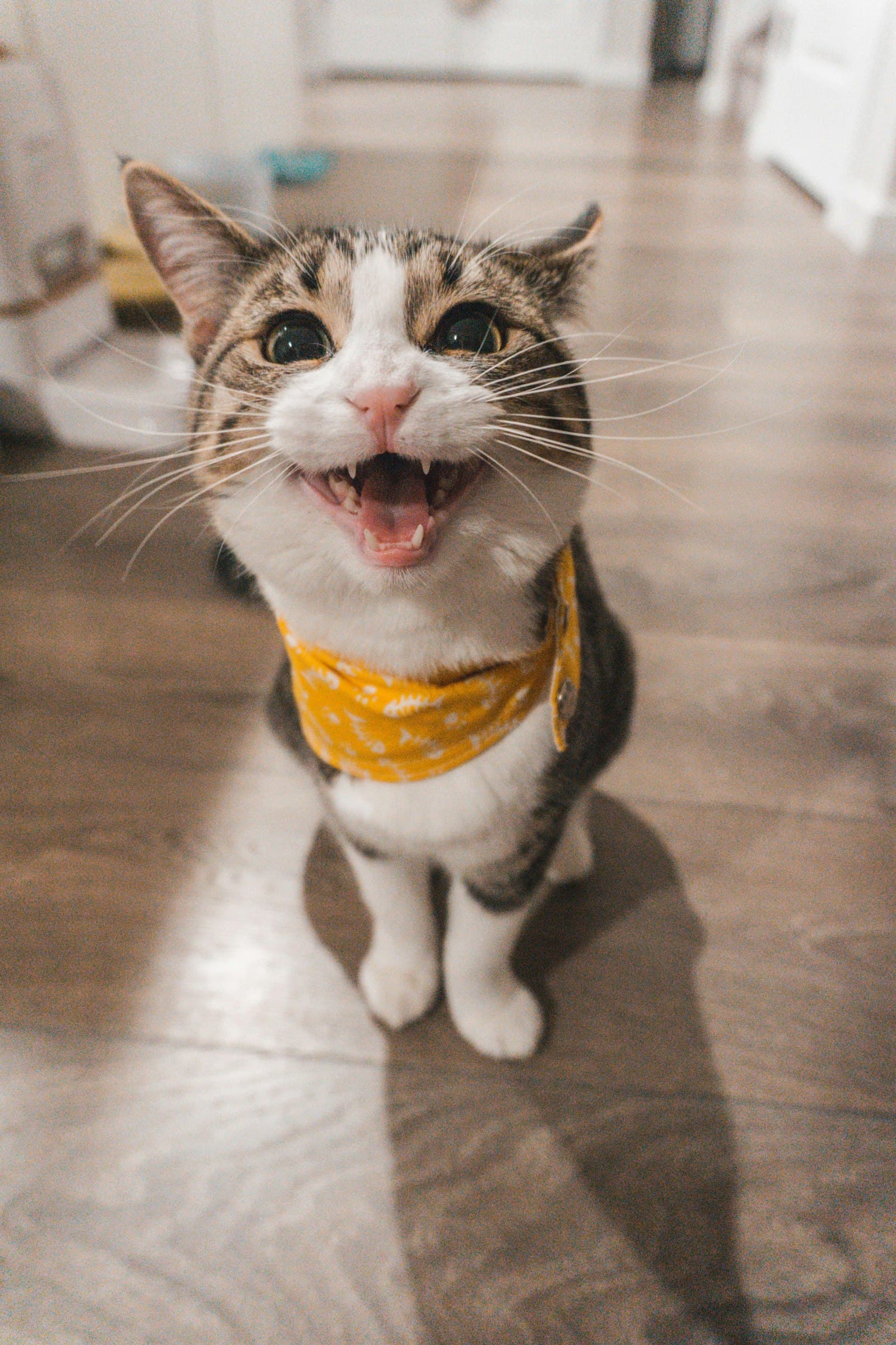 茶トラ猫(イメージ)