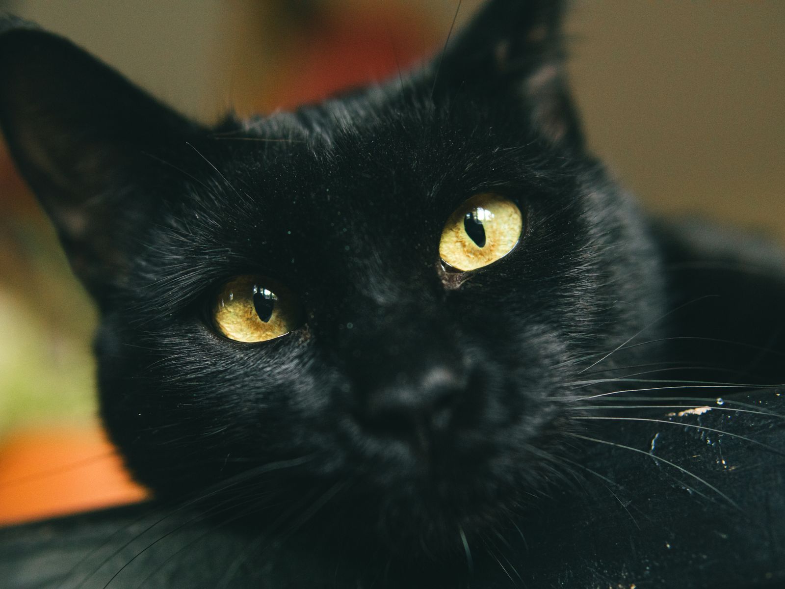 賃貸で猫を飼う人向け「引っ掻き傷をつけない」対策まとめ｜爪とぎ傷・尿臭・脱走を防ぐ具体策