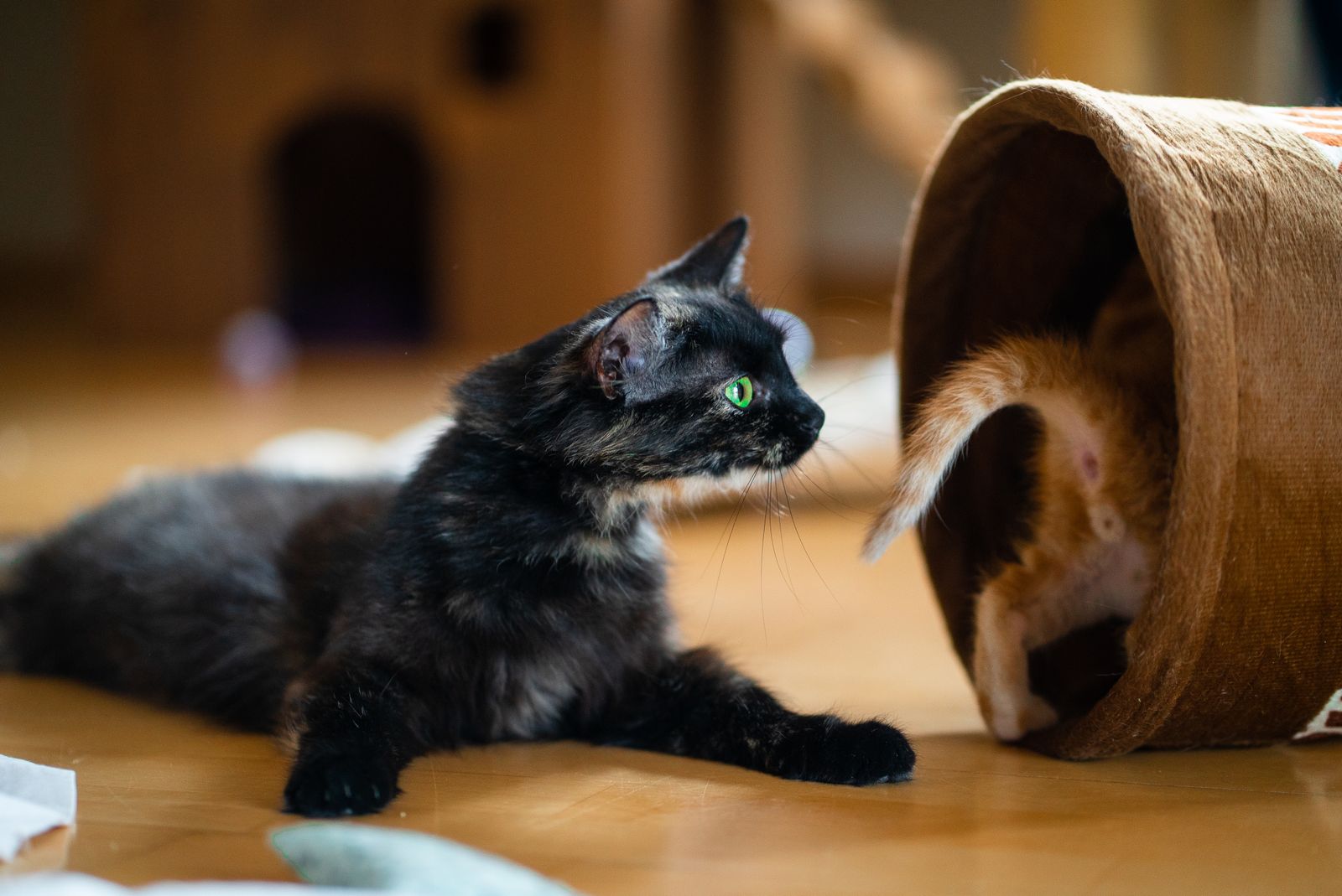 子猫と成猫、共働き・一人暮らしで迎えるならどちら？留守番時間・給餌回数で比較