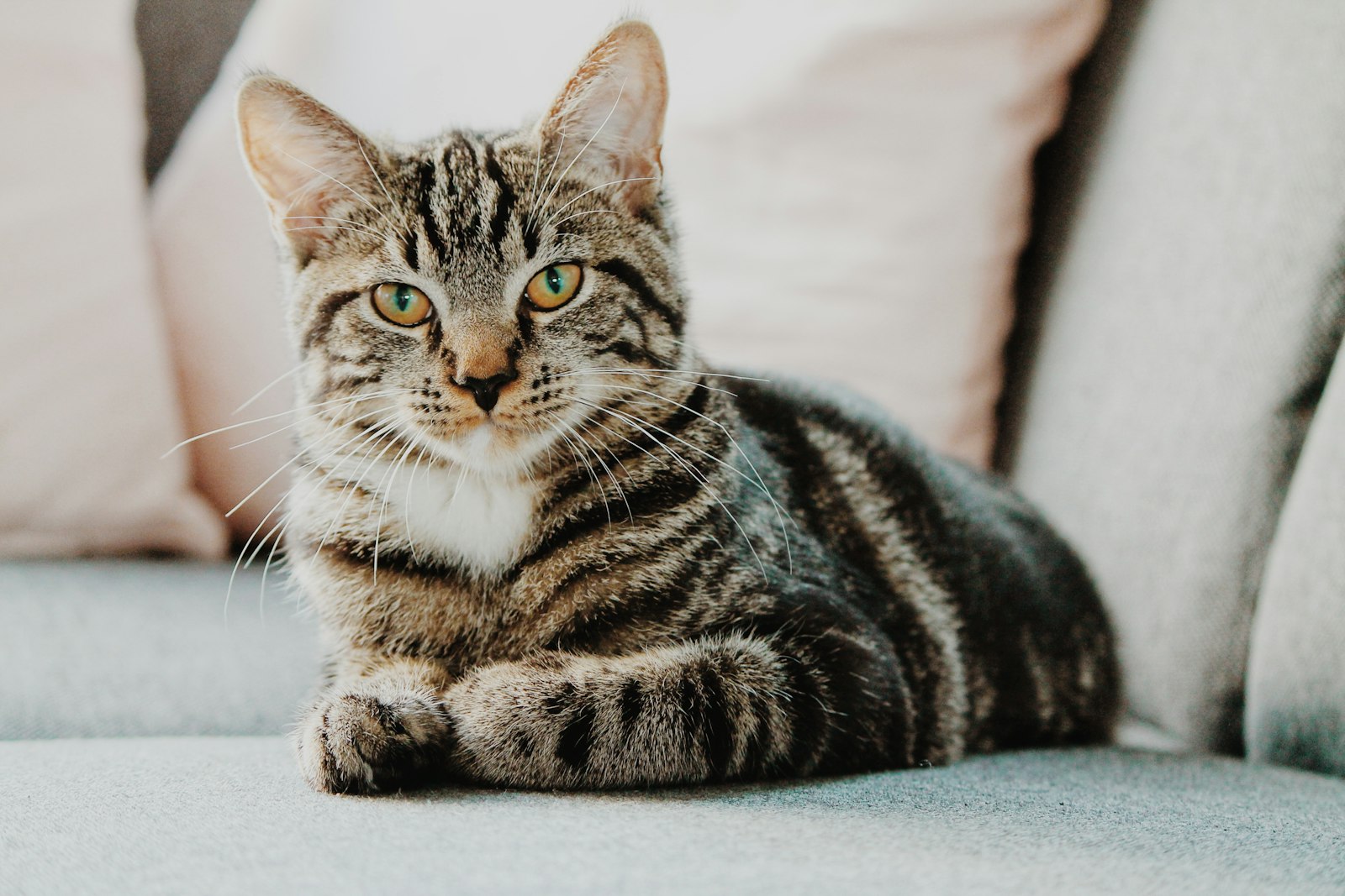 賃貸で猫を飼うときの注意点｜傷・匂い対策と退去時の原状回復