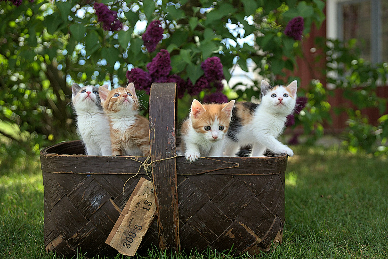 猫の多頭飼いを始める前に知っておきたいこと｜相性・対面のさせ方・費用感