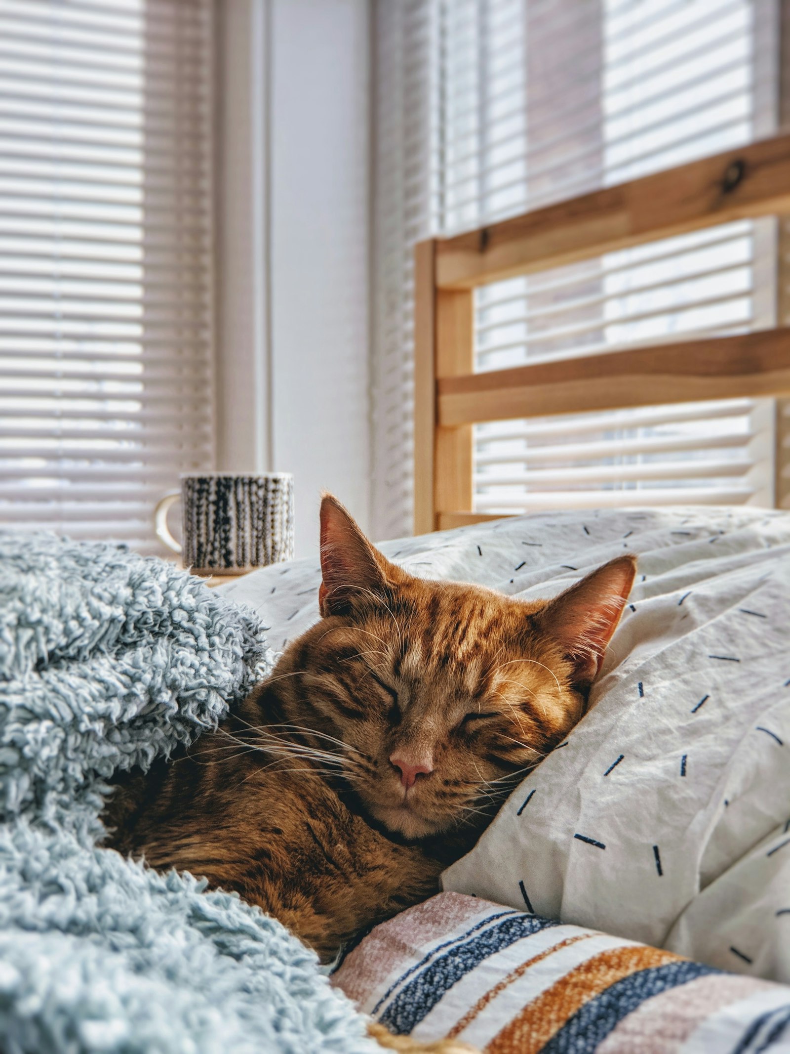共働きで猫の留守番が長くなる時の対策｜何時間まで平気？年齢別の目安