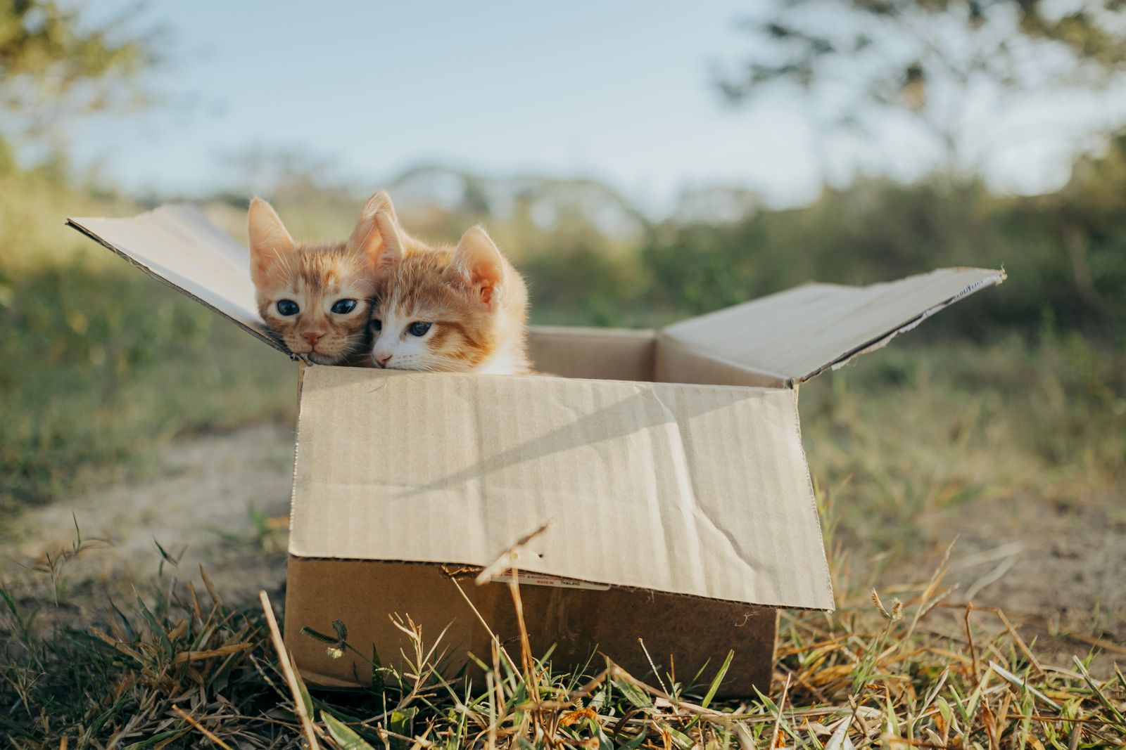 初めて猫を迎える前に準備するものリスト