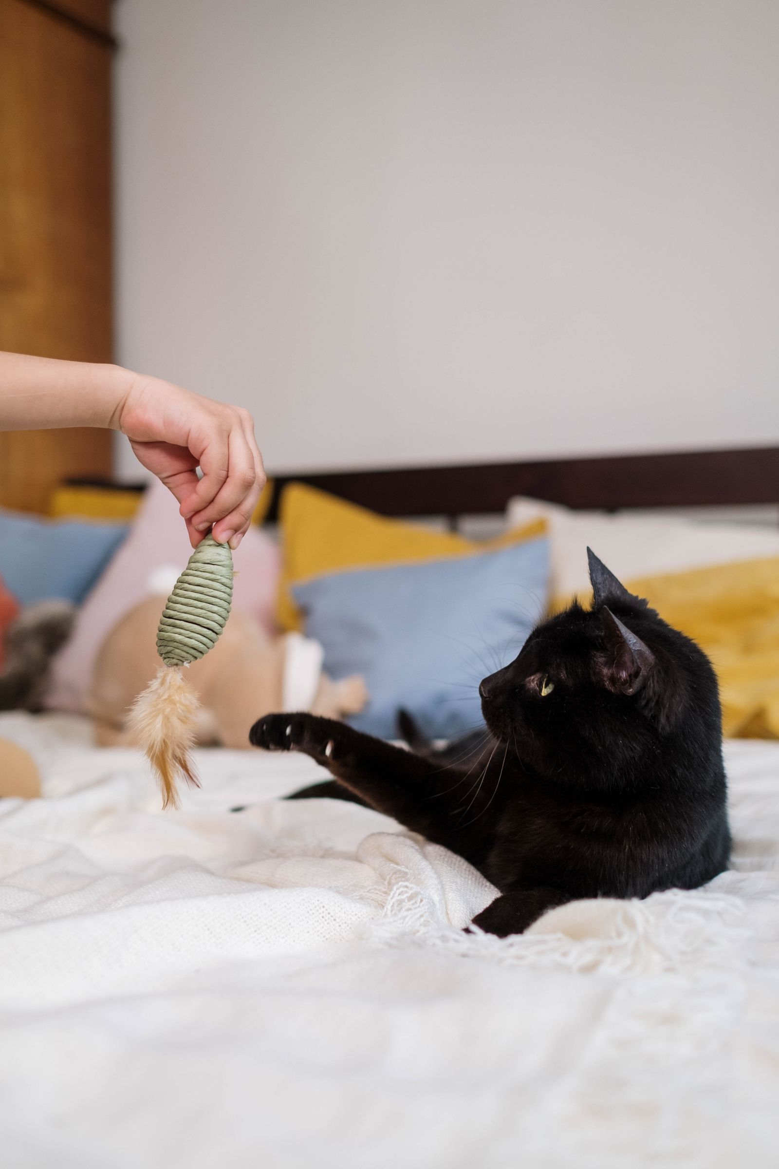 猫のおもちゃ人気ランキング6選｜実際にジョジョと試した感想